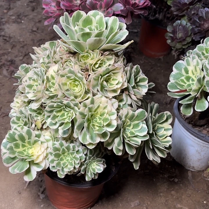 多肉植物法师迈巴赫3