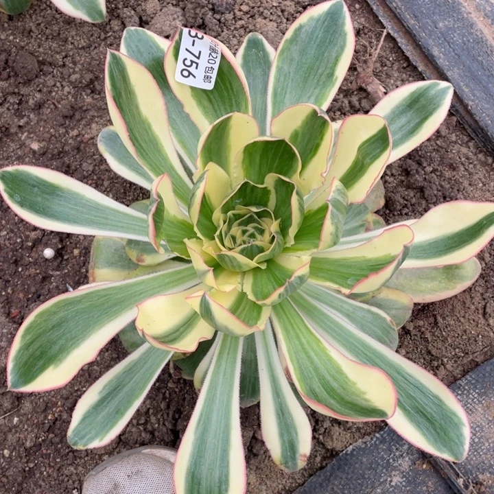 756艳资多肉123455789