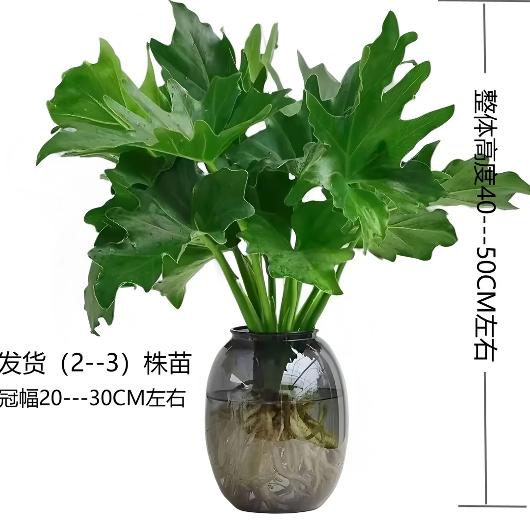 【水培春羽】阿哲盆栽室内桌面摆设四季常青可净化空气好养活