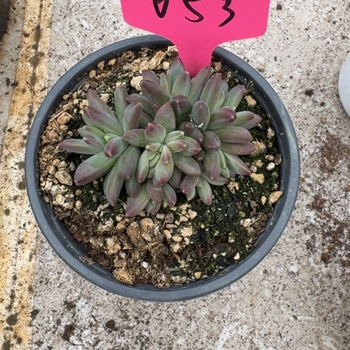 053新品新号福利价