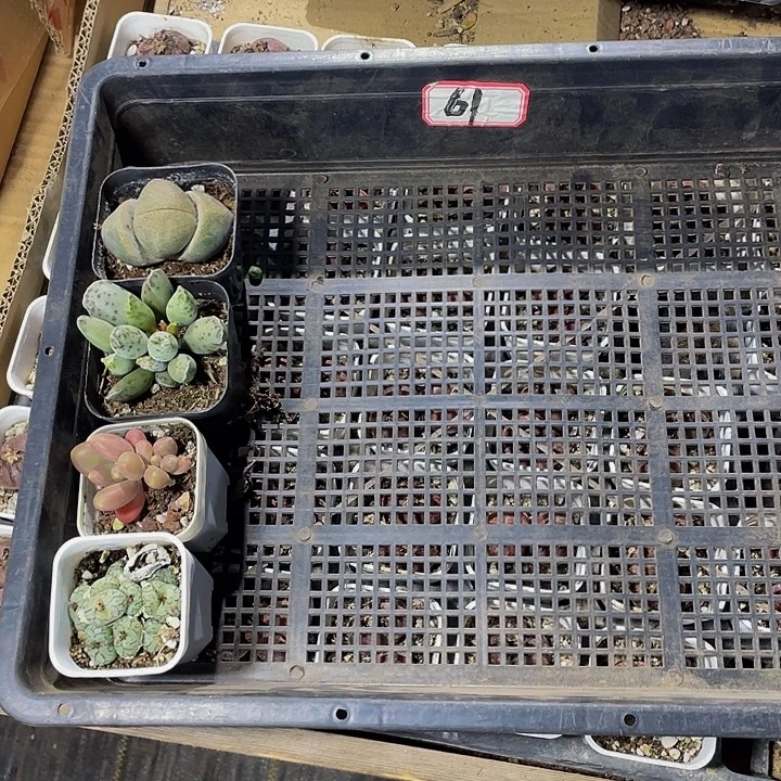 屈***胖61号筐到盆土发货