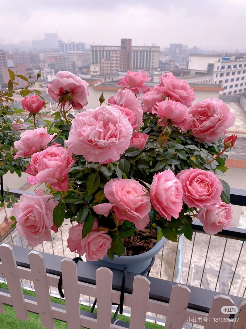 【海神王】粉白色爬藤浓香大花月季玫瑰四季开花盆栽地栽阳台庭院