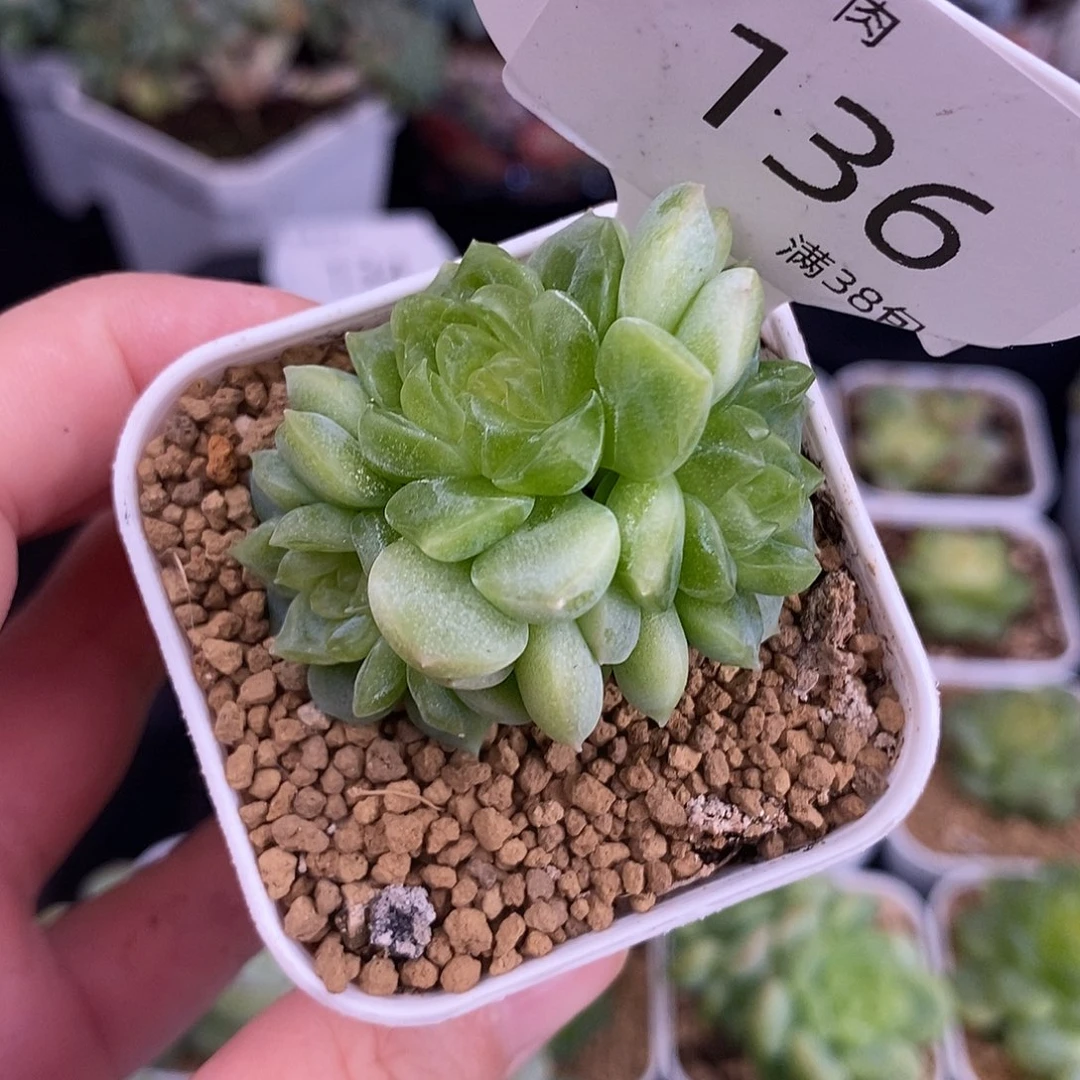 泼天富贵三头一颗136号