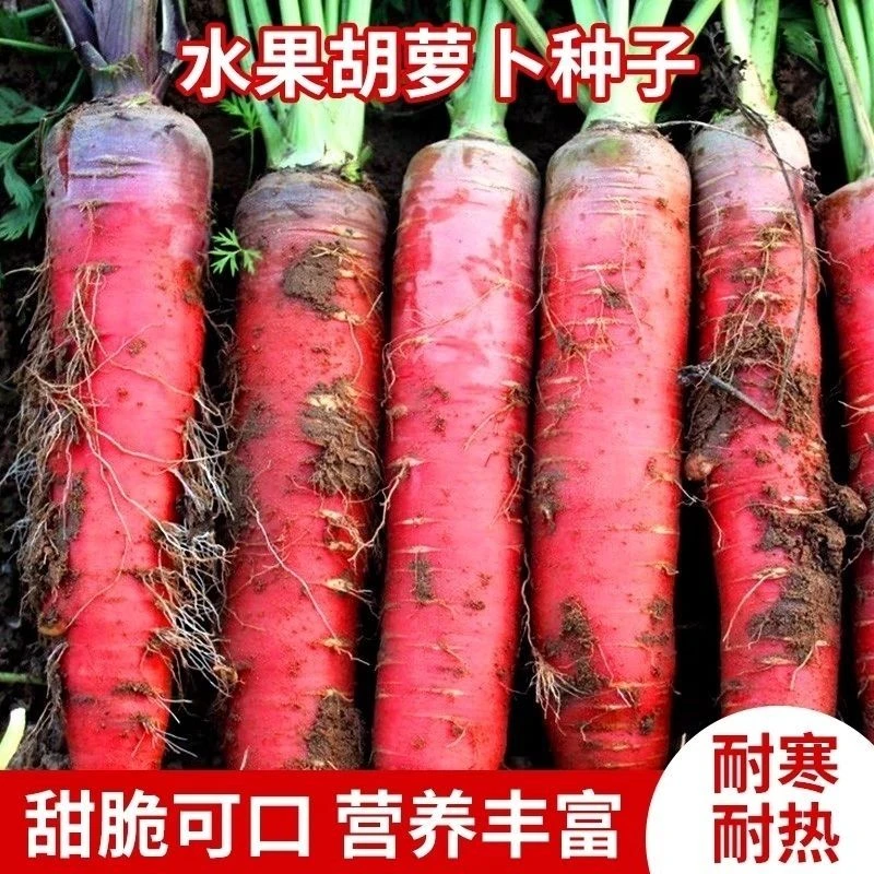 水果胡萝卜种子四季波玫瑰红胡萝卜种籽家种蔬菜种子甜脆红胡萝卜