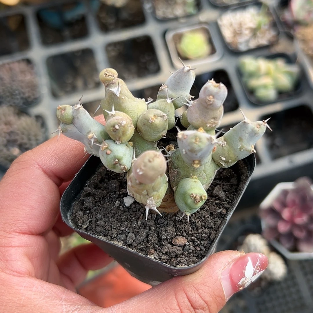 多肉植物多肉植物