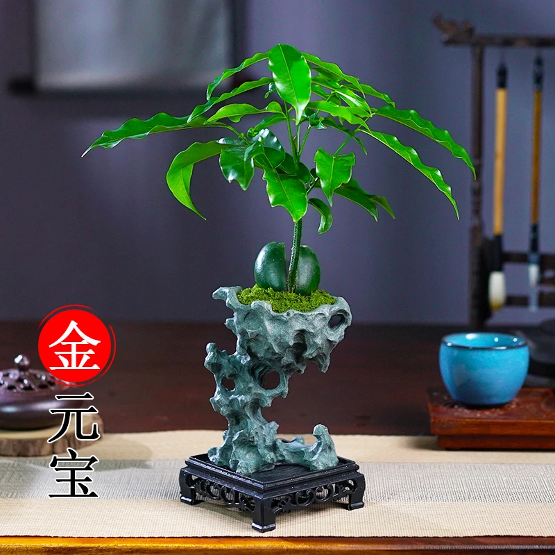 金元宝盆栽苗植物花卉微景观土培办公室内好养四季常青盆景