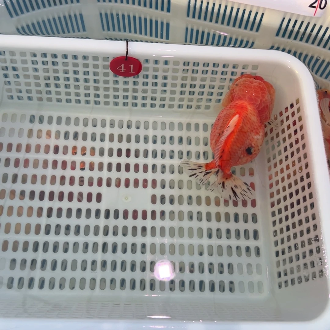 米***灵金鱼你好吗你在干嘛呢