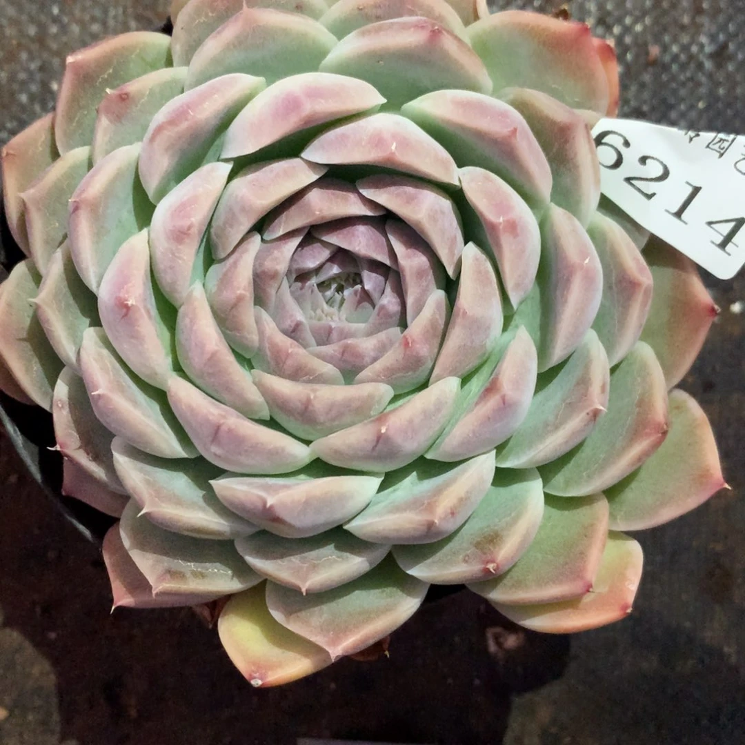 6214杂交多肉植物