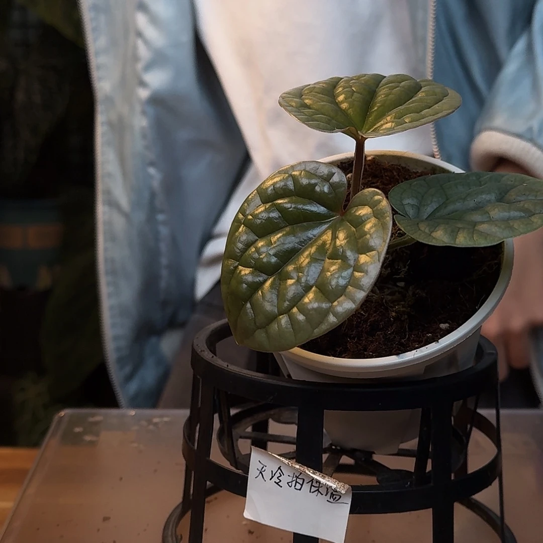不***.不开花植物K159切桩奢华