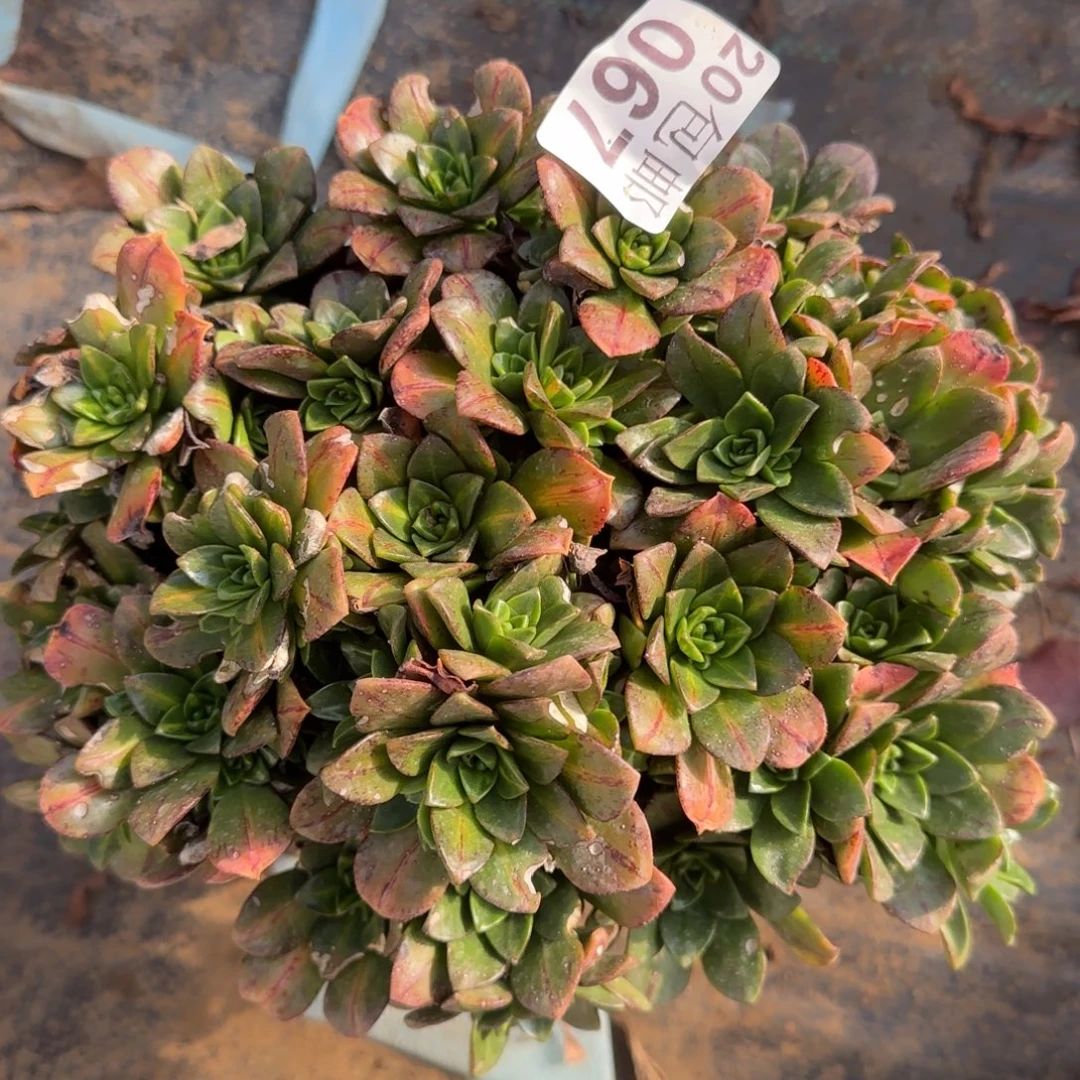 花茶867满20包邮断枝不包