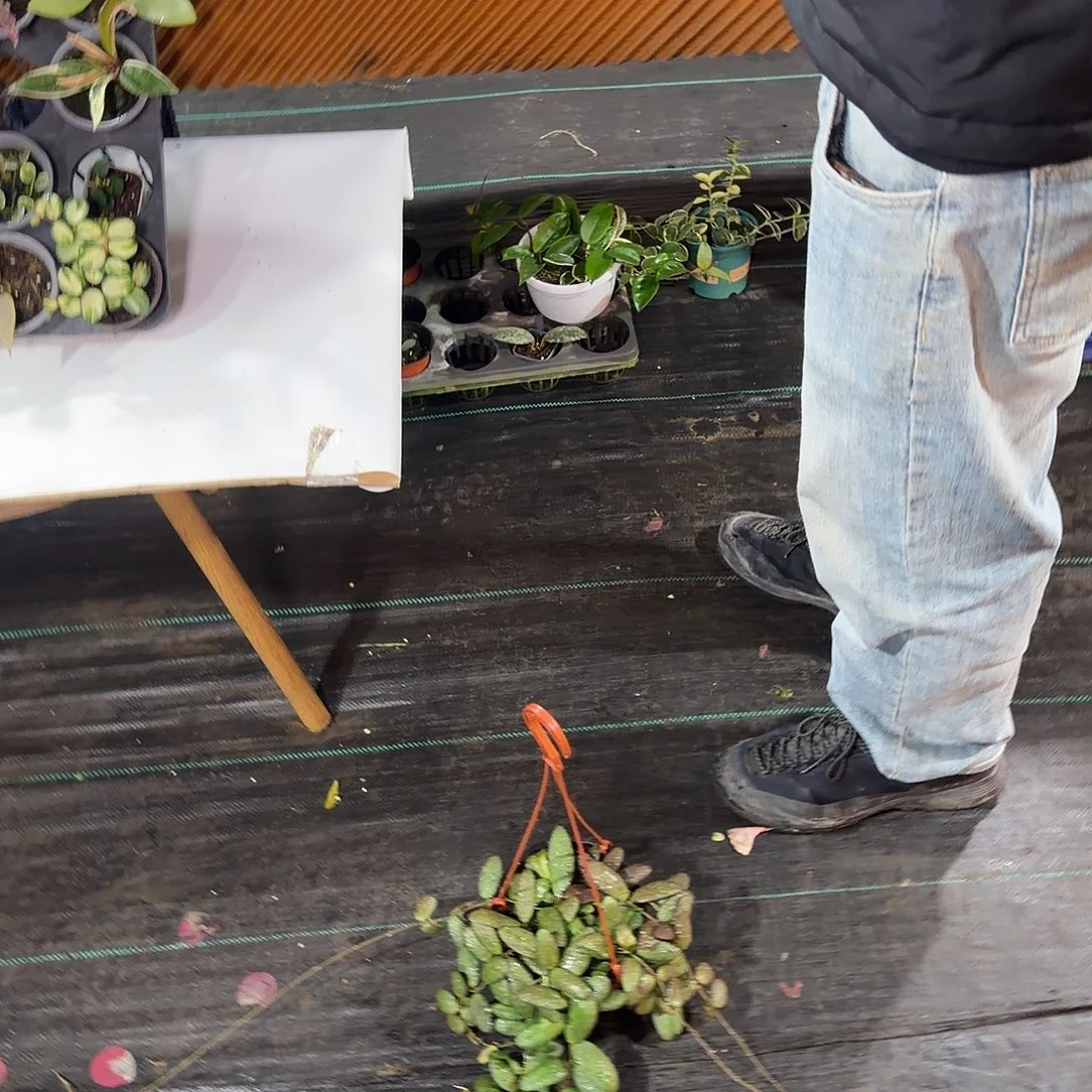 完全开放玉扣球兰大苗