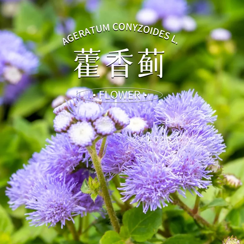 爱植德藿香蓟绿植盆栽带花苞