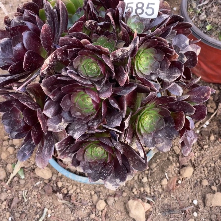 无花朵585赤焰莲对肉植物