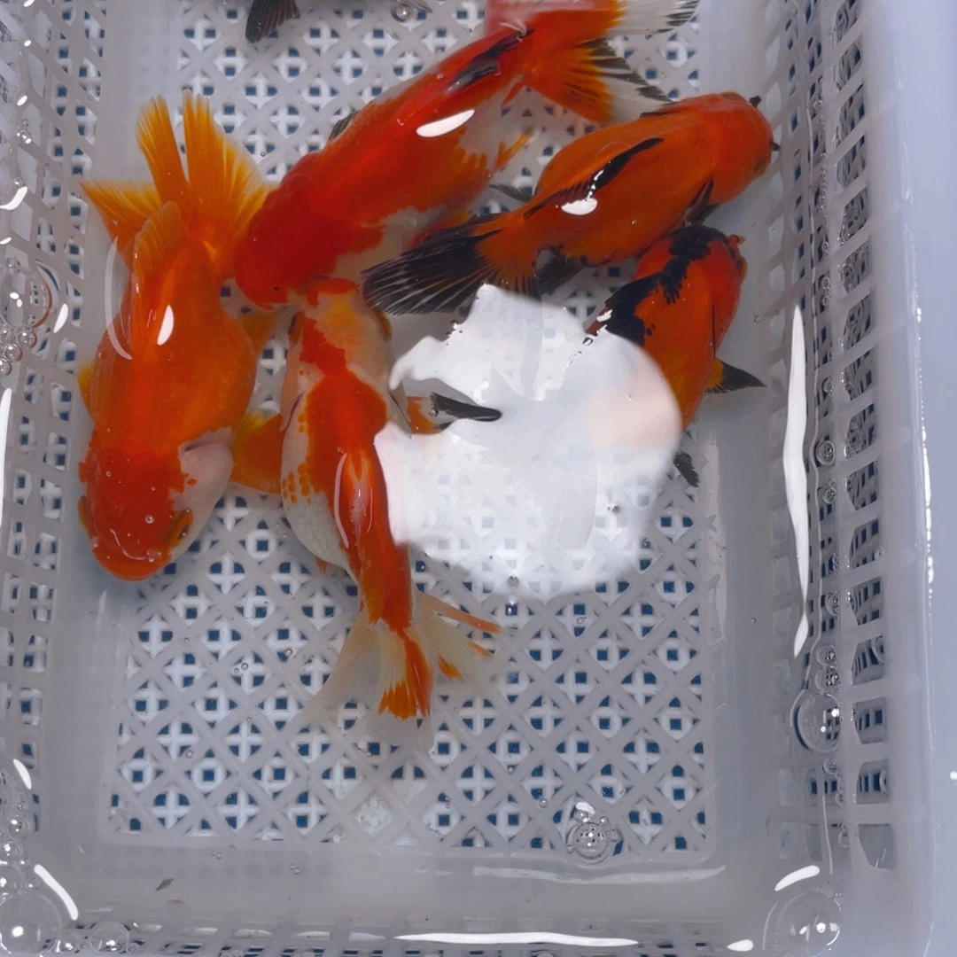 海水鱼花泰狮金鱼16