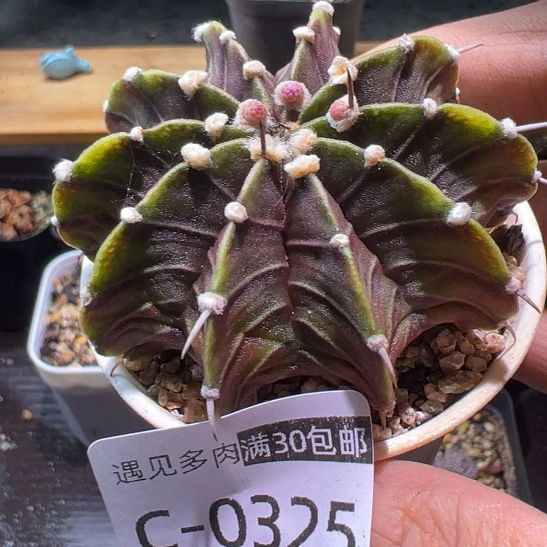 多肉植物1111111111