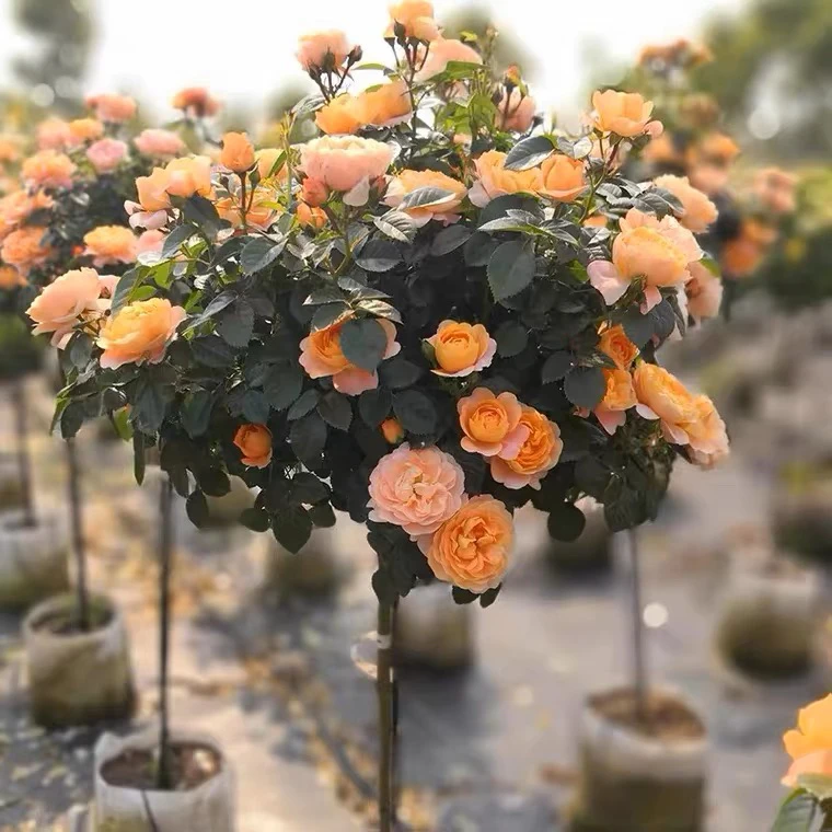 树桩月季欧月月季棒棒糖花卉果汁阳台