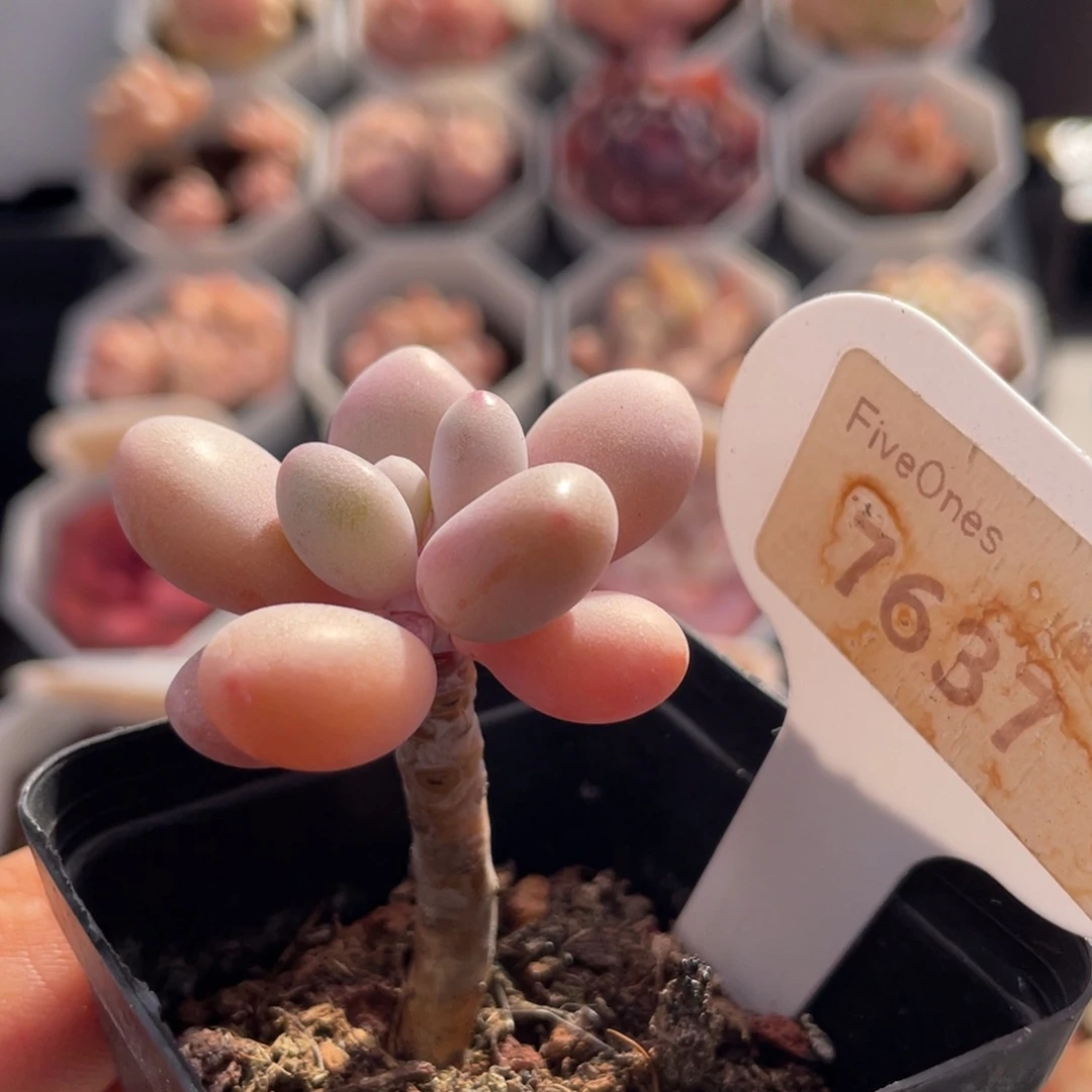 小桃蛋7637-4.0厘米