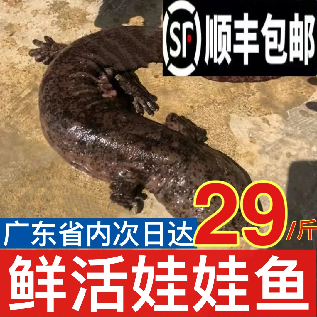 （6-15斤规格）娃娃食用鱼水产新鲜养殖鱼送礼火锅食材可火锅炖汤