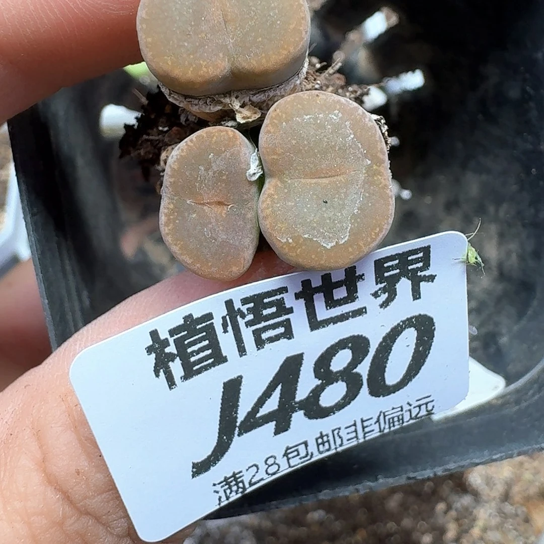 多肉植物的润泽额f