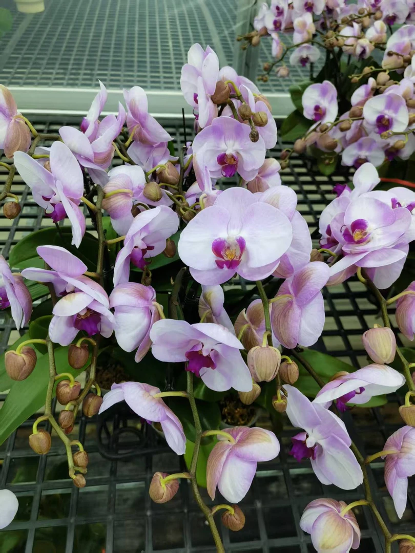 蝴蝶兰【哈尼】花苗盆栽带花剑花苞客厅室内四季好养观赏花卉