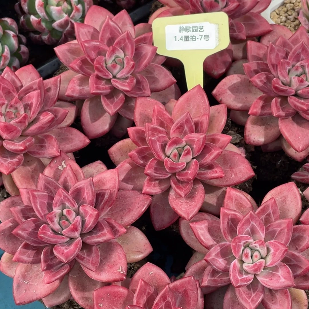 0104-7-大单头母本赫菲斯托一颗