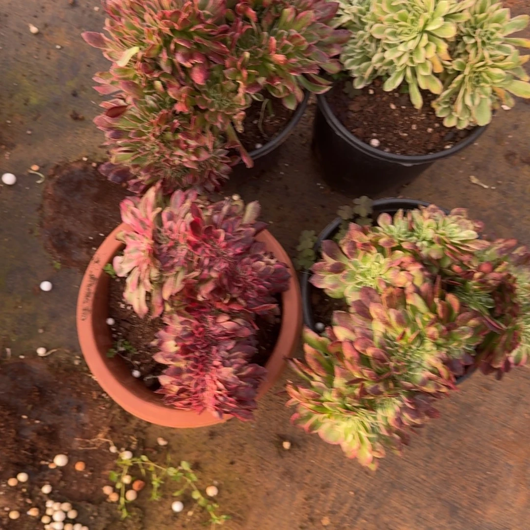 646组合缀化多肉植物满28包邮