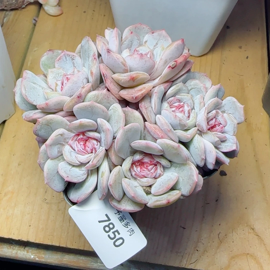 宫花群，7850多肉植物