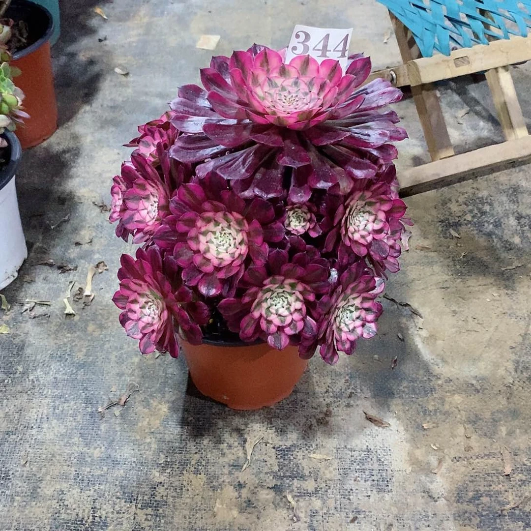 红铜白344多肉植物