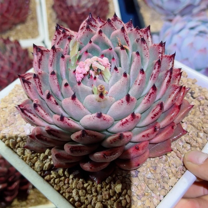 精品多肉植物老桩