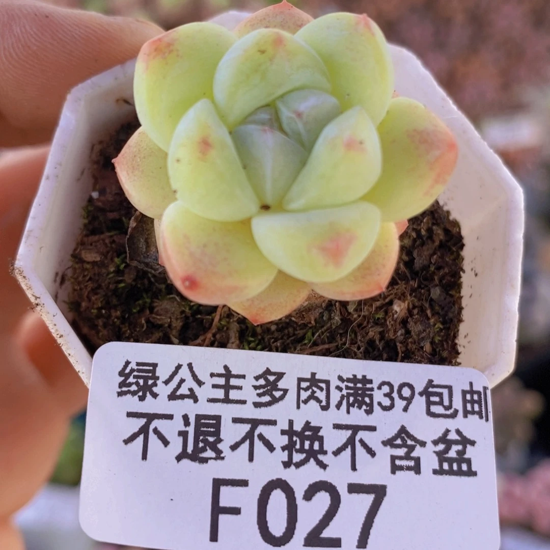 冰玉3cm027多肉植物