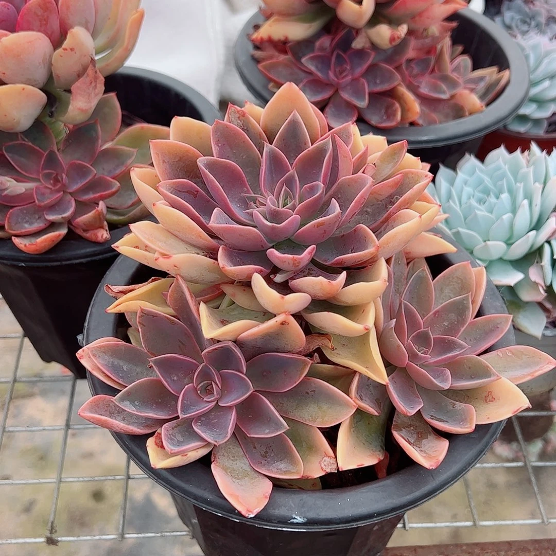 紫气东来多头群生老桩特价