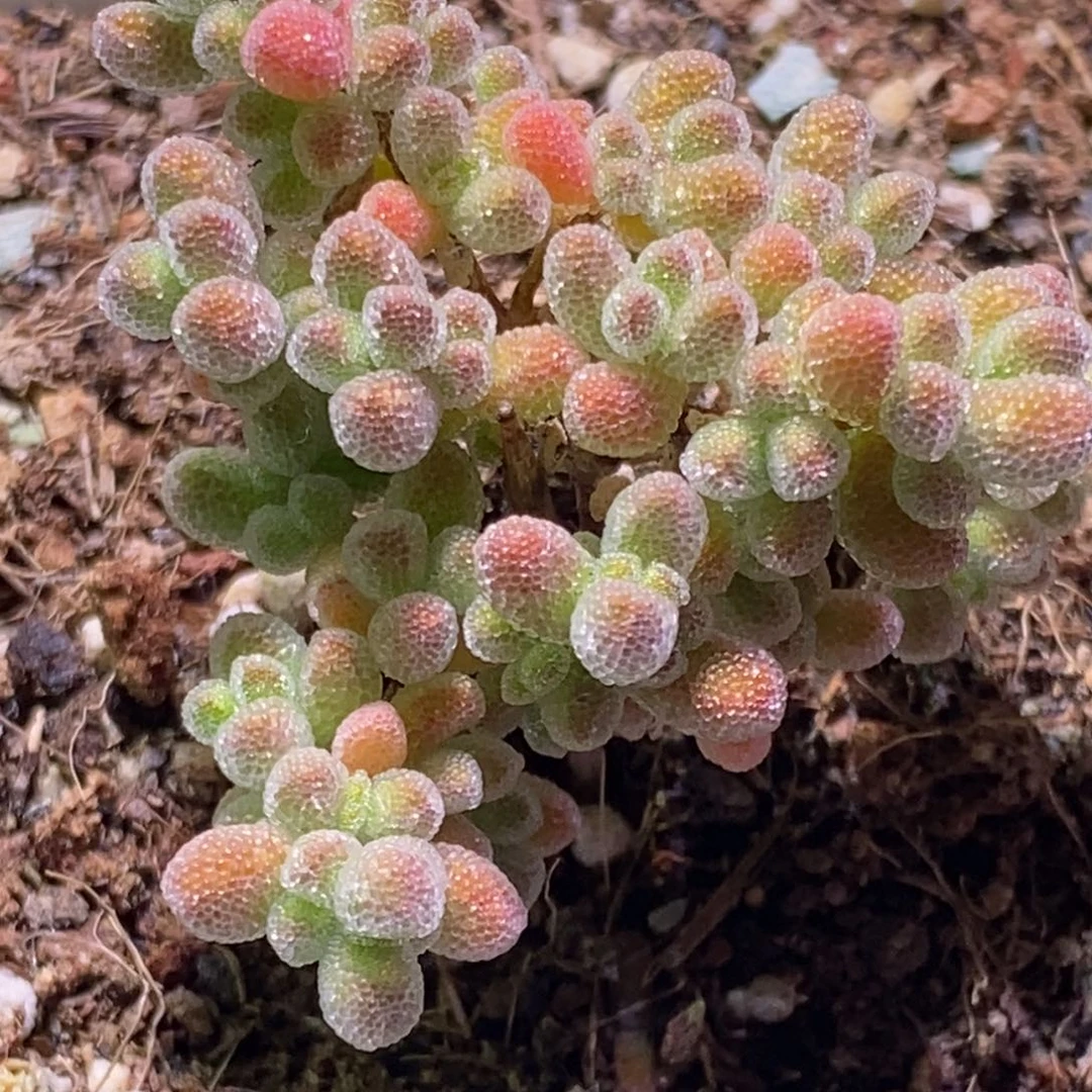 ?*✜冰晶枝干番杏375