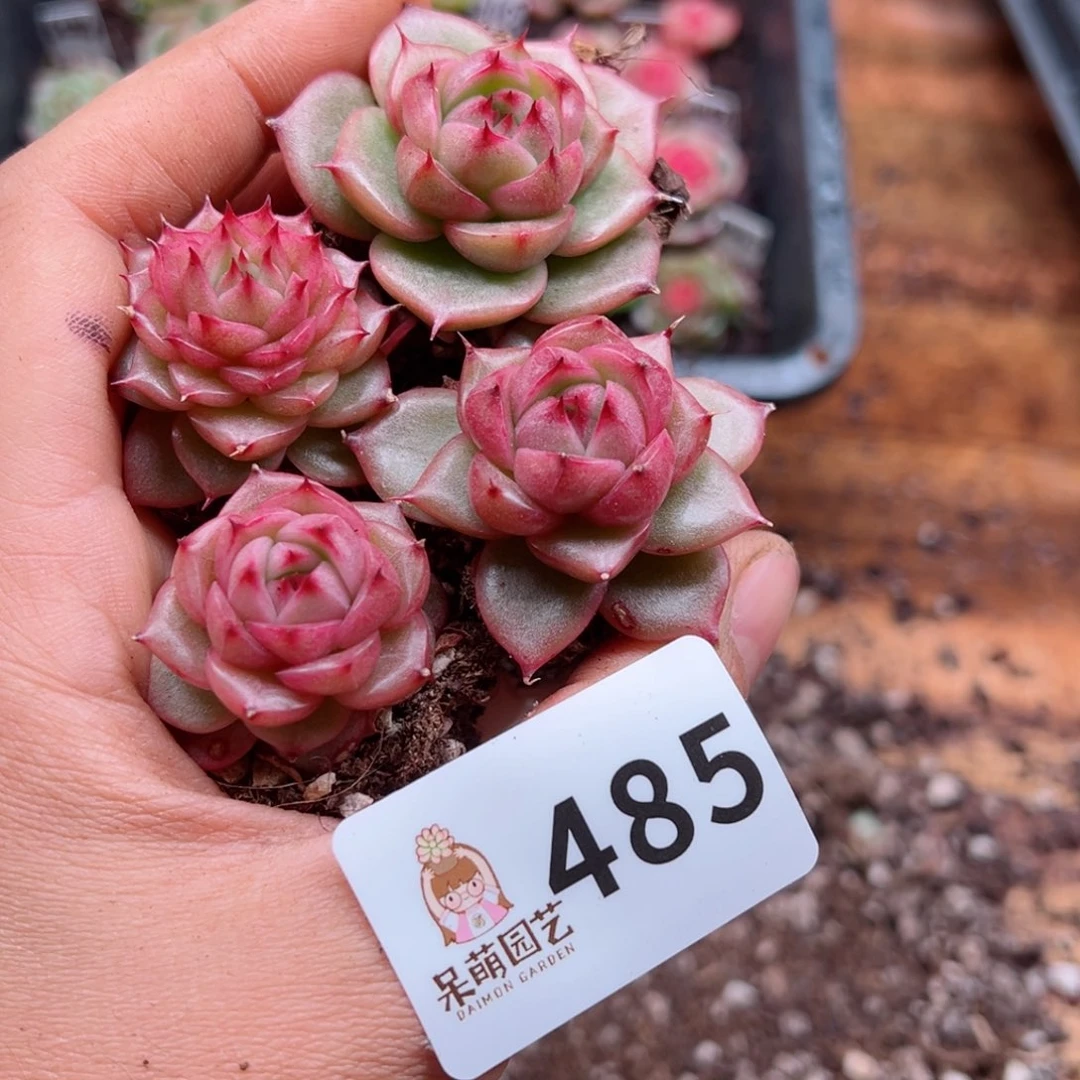 q****y多肉植物多肉植物