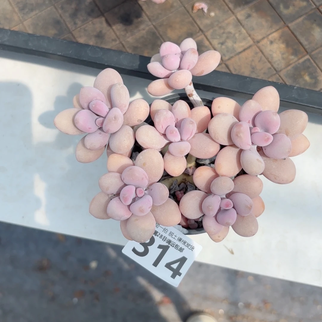 糖果桃蛋老桩无盆土发货