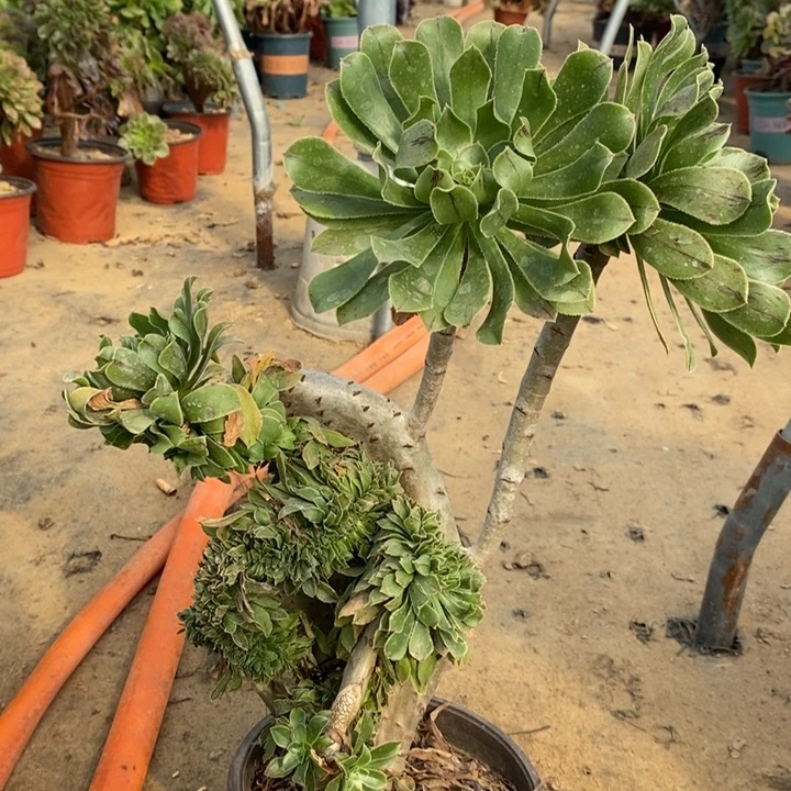 原始绿缀多肉植物32