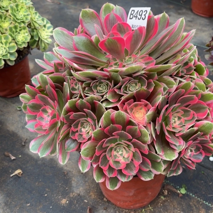 瑞妈，。。。。。？493初恋