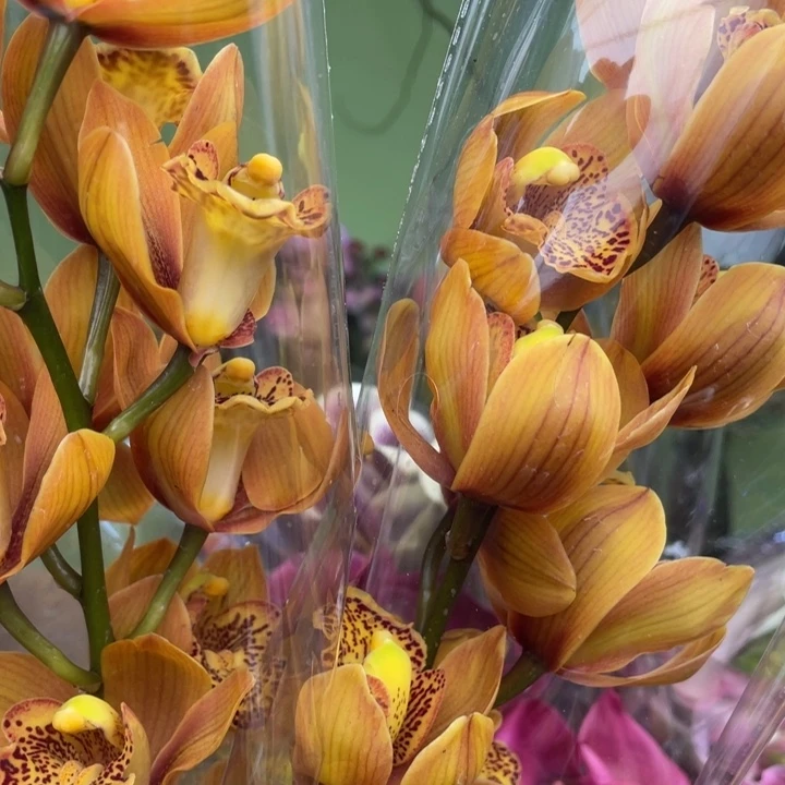 完全开放玛吉利卡惠兰2支