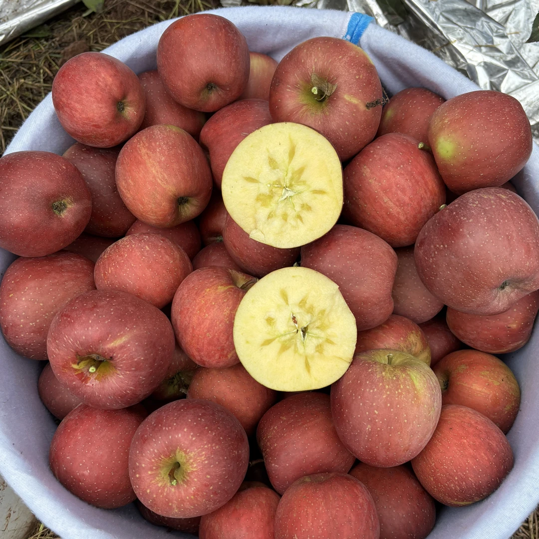 云南昭通晚熟冰糖心丑苹果现摘现发5斤10斤净重包邮