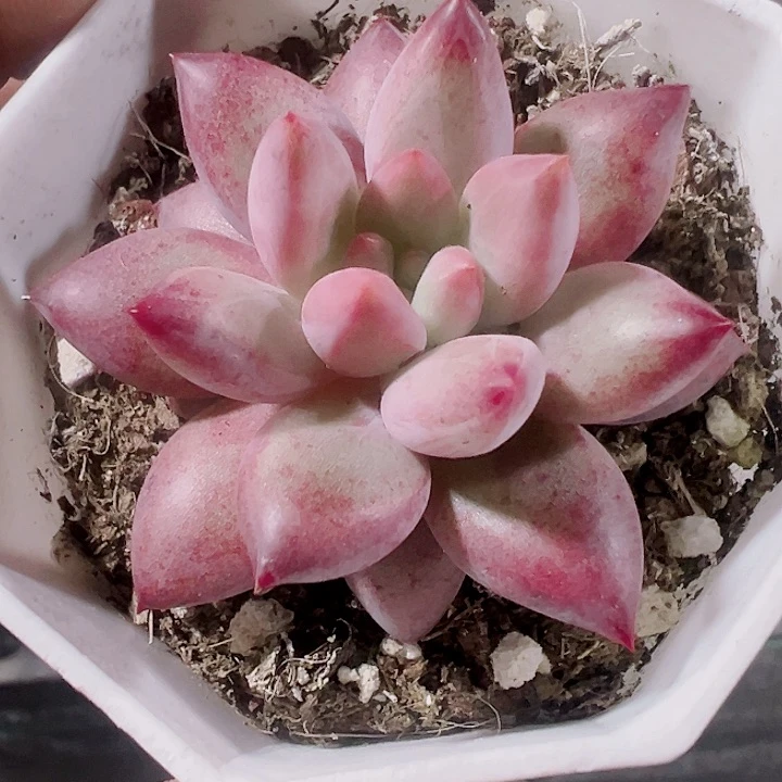 虞美人精品多肉植物