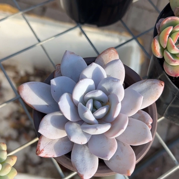 新疆包邮 雪莲单头