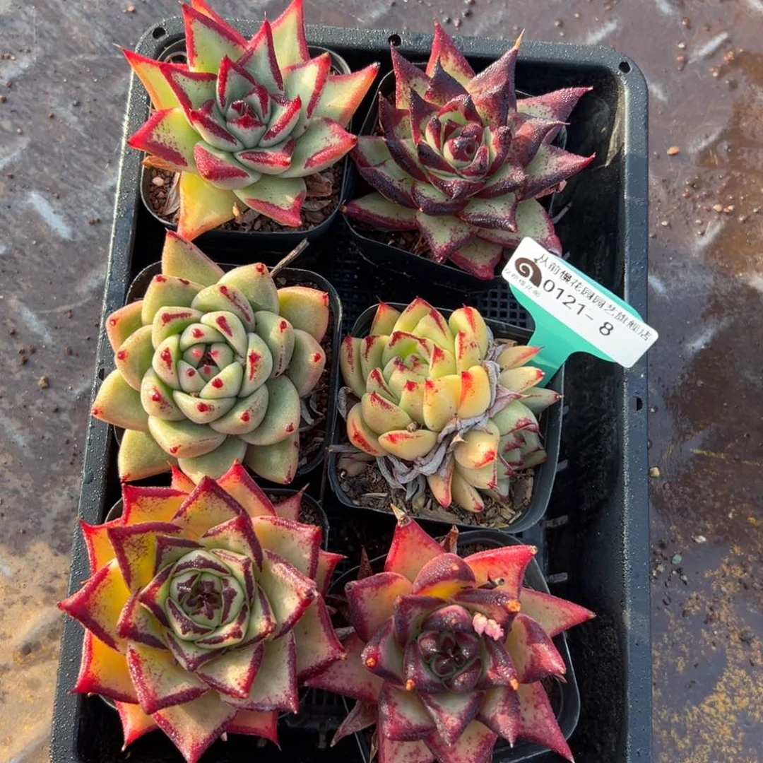 多肉一物一拍编号0121-8