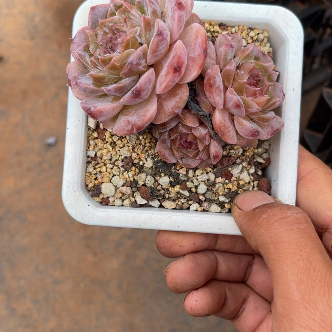 往**生0064紫色多肉植物