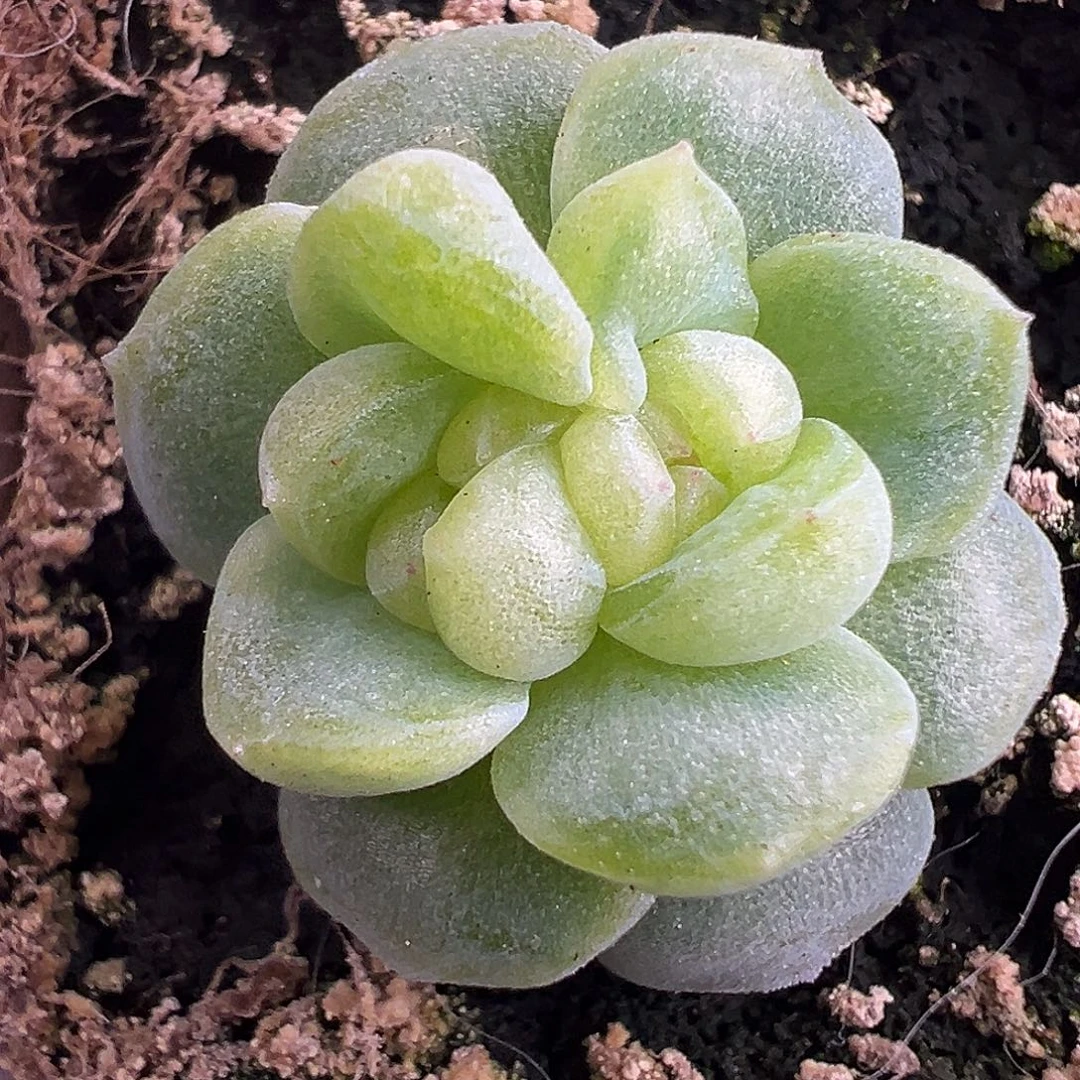 风花雪月白。