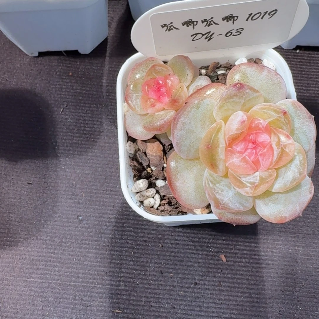倪***妮1019-63-玉茗双头不包整