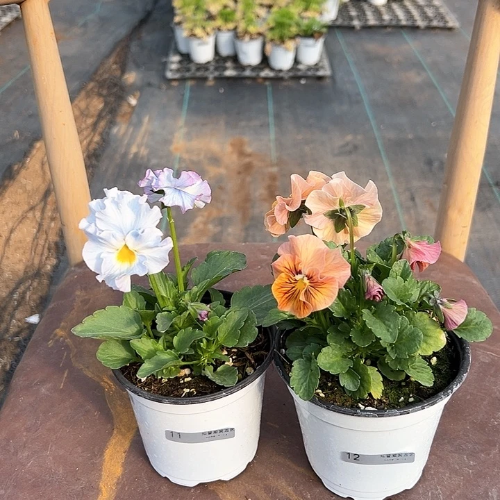 木抖音直播闪11-12