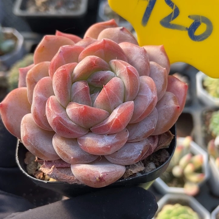 920粉魄多肉植物保护