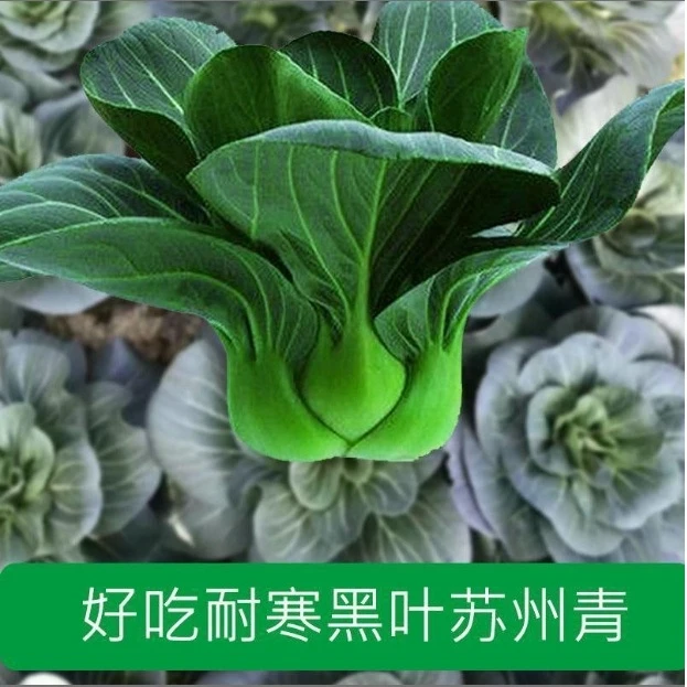 【黑叶苏州青青菜种子】家庭阳台小院盆栽地栽四季种植