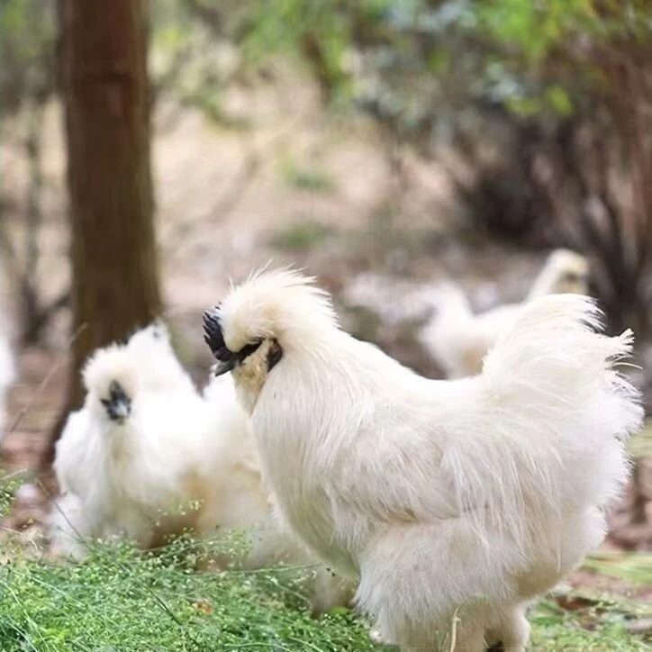 散养现杀乌鸡顺丰包邮肉质鲜美营养高适合煲汤