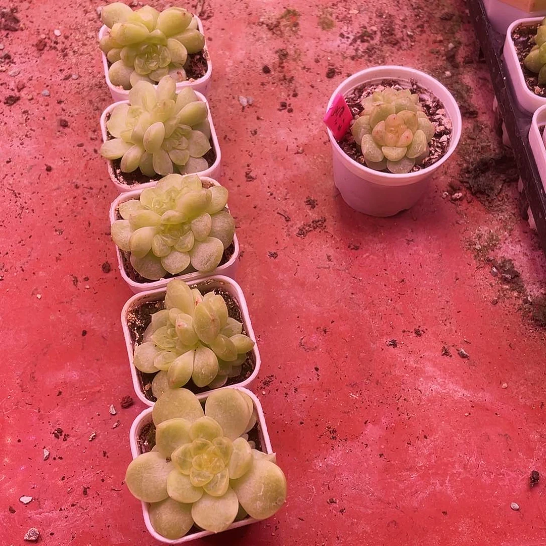 纸鸢灯下中苗盆床一个满25包邮