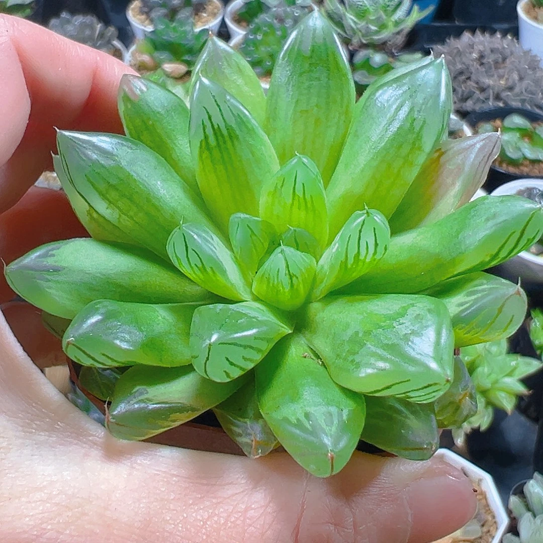 花火玉露多肉多肉多肉